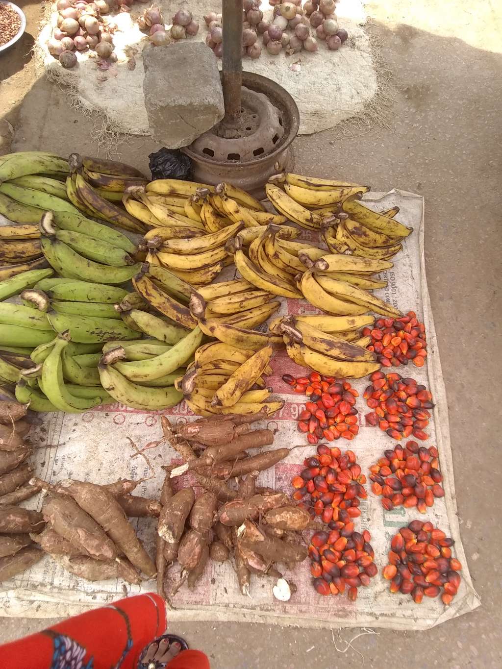  Manioc, plantain,palm