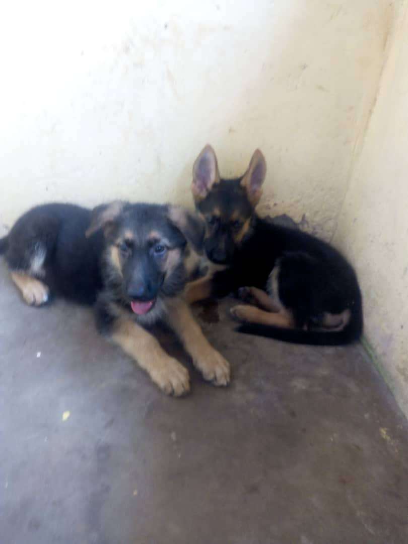  Chiot berger allemand
