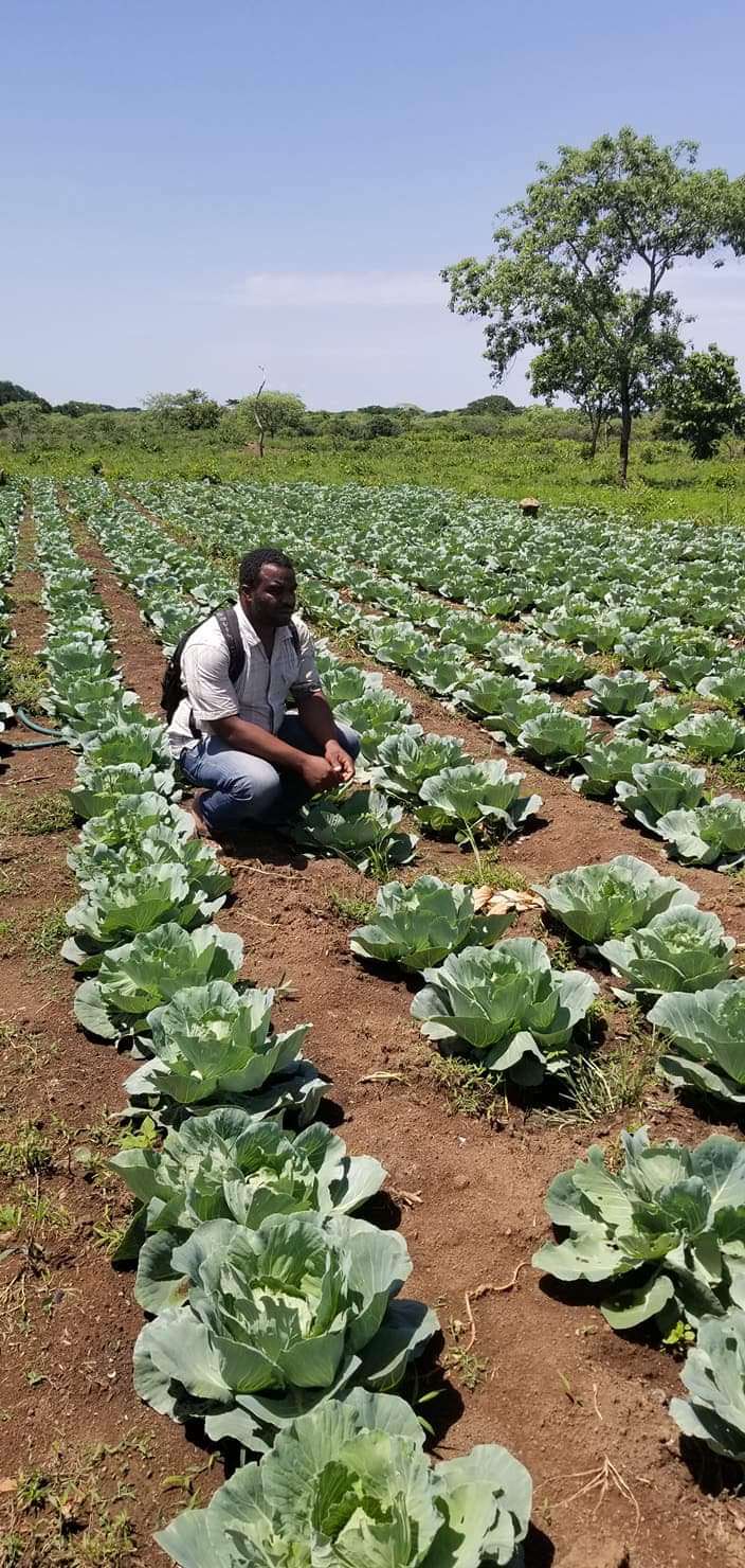 1 hectare de chou,  en croissance à vendre 