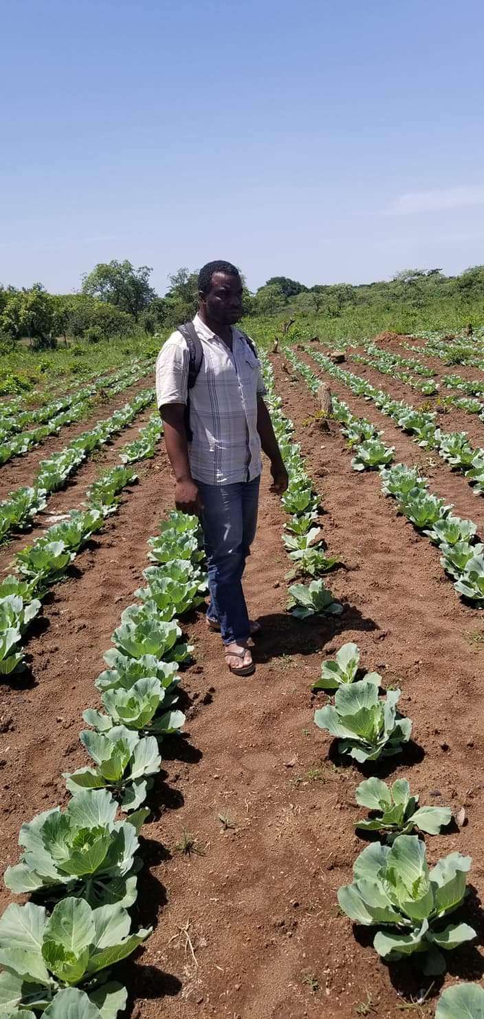  1 hectare de chou,  en croissance à vendre 