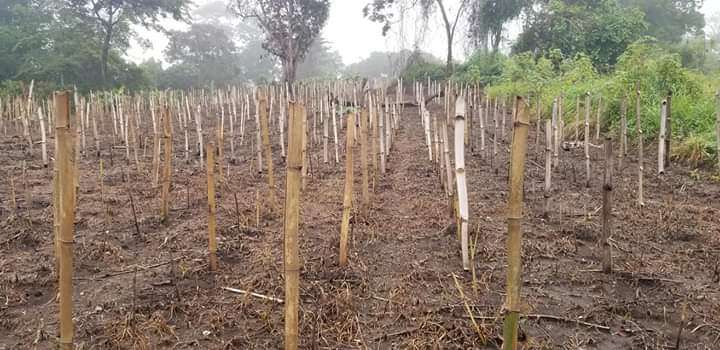  Champ de tomate Au besoin contacté nous pour la mise en oeuvre de vos projets agricoles 