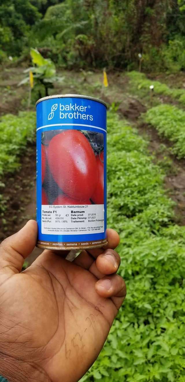  Champ de tomate Au besoin contacté nous pour la mise en oeuvre de vos projets agricoles 