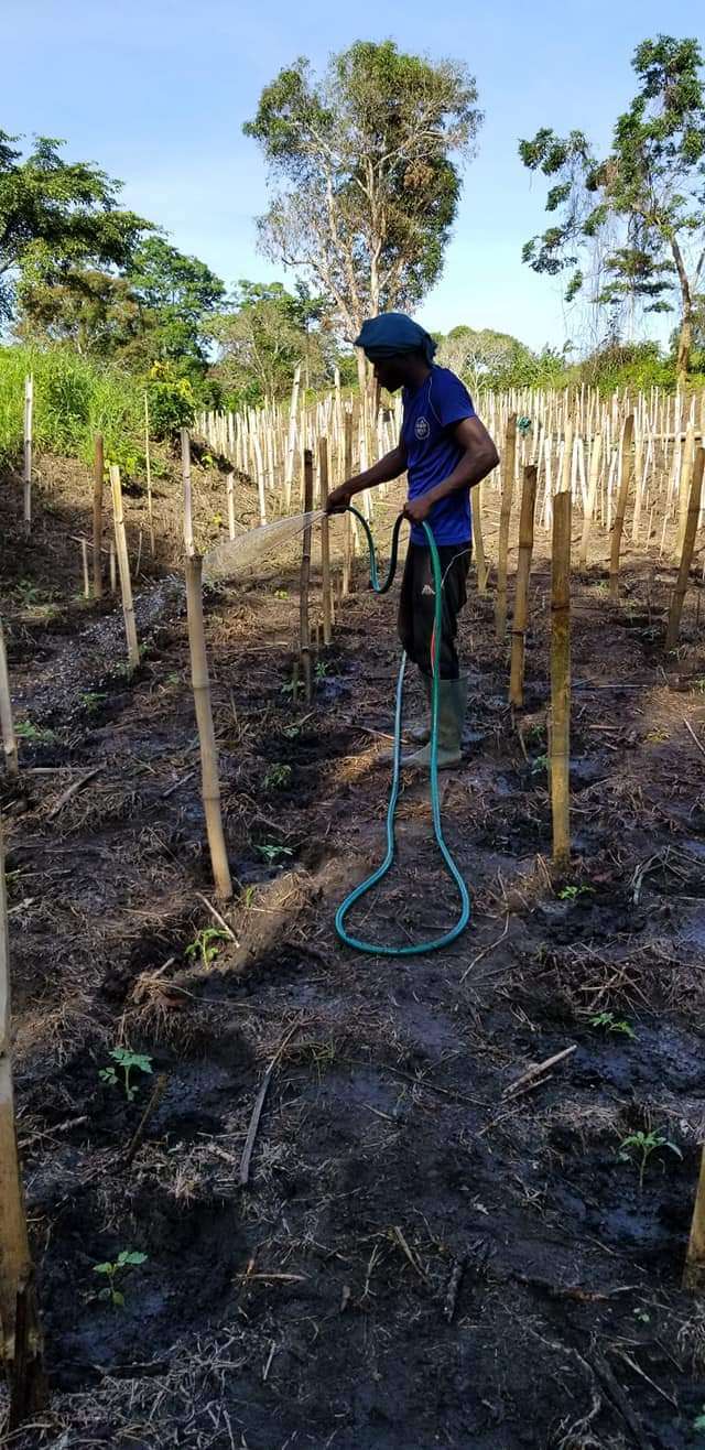  Champ de tomate Au besoin contacté nous pour la mise en oeuvre de vos projets agricoles 