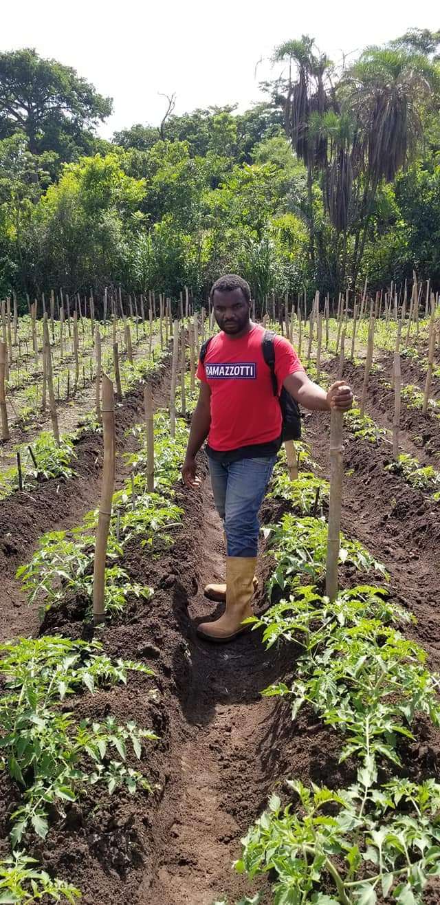  Champ de tomate Au besoin contacté nous pour la mise en oeuvre de vos projets agricoles 