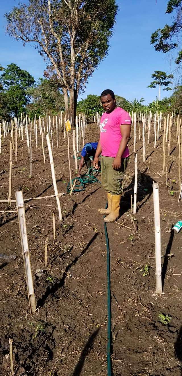 Champ de tomate Au besoin contacté nous pour la mise en oeuvre de vos projets agricoles 