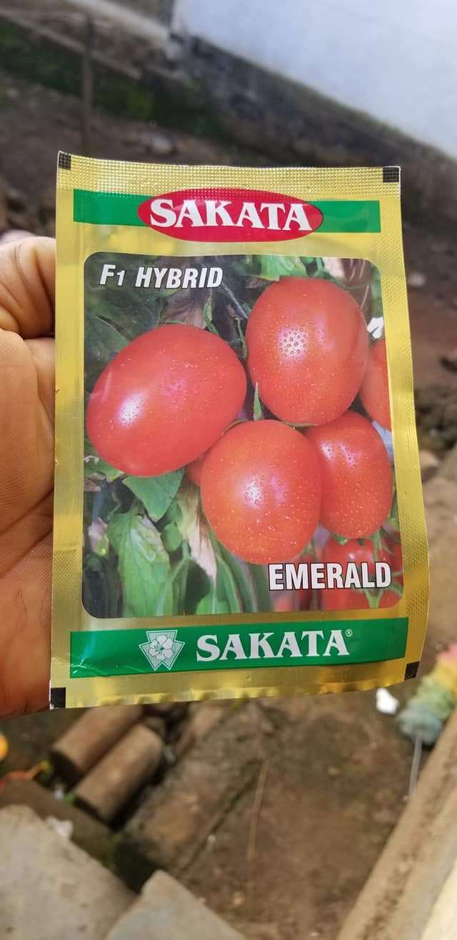  Semence de tomate,  contacter nous. 
