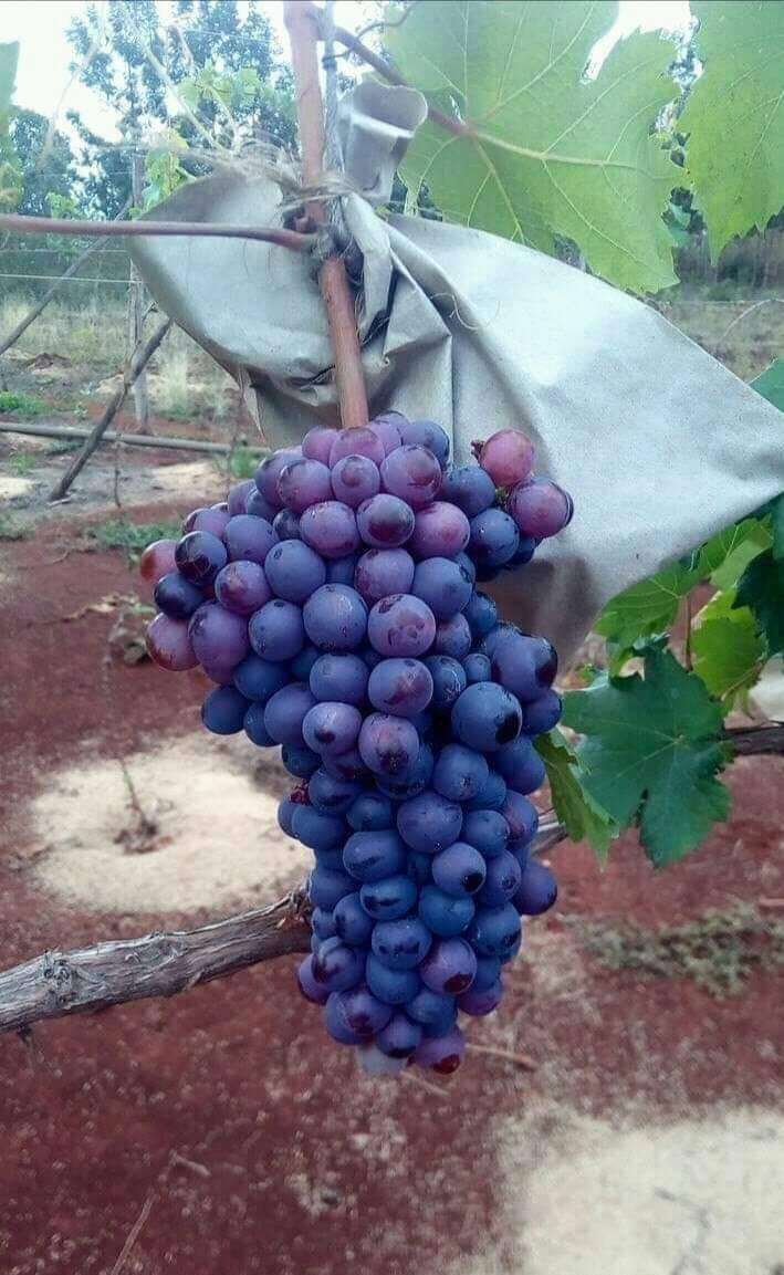  Des raisins disponible au cameroun