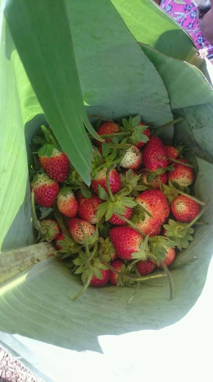  Des fraises disponible au cameroun