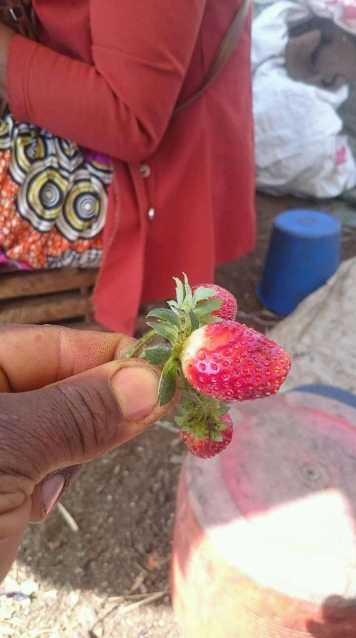  Des fraises disponible au cameroun