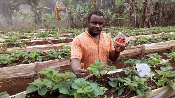  Des fraises disponible au cameroun