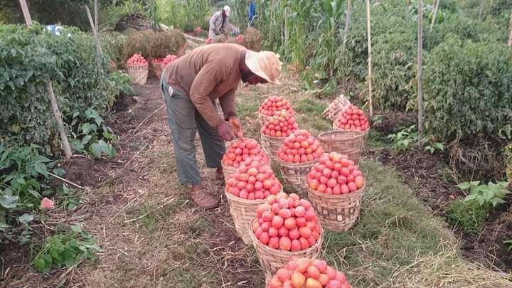  Tomate disponible