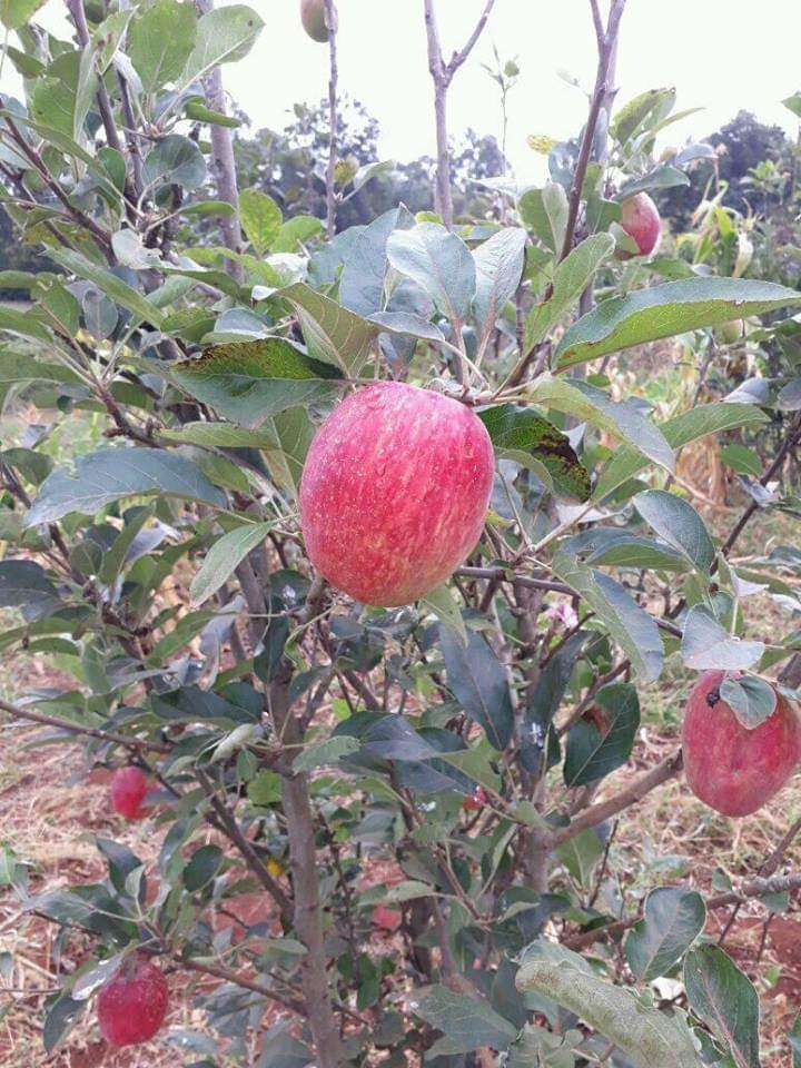  Pomme du cameroun  disponible au cameroun