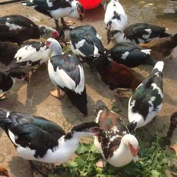  Couple Canard de barbarie et hybrides disponible en grande quantité 