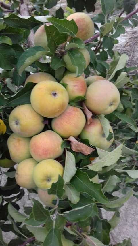  Pomme du Cameroun disponible en grande quantité. 
