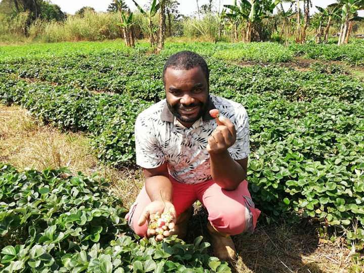  Fraise made in Cameroun disponible 