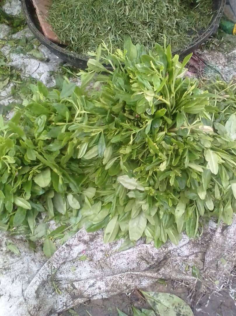  Waterleaf