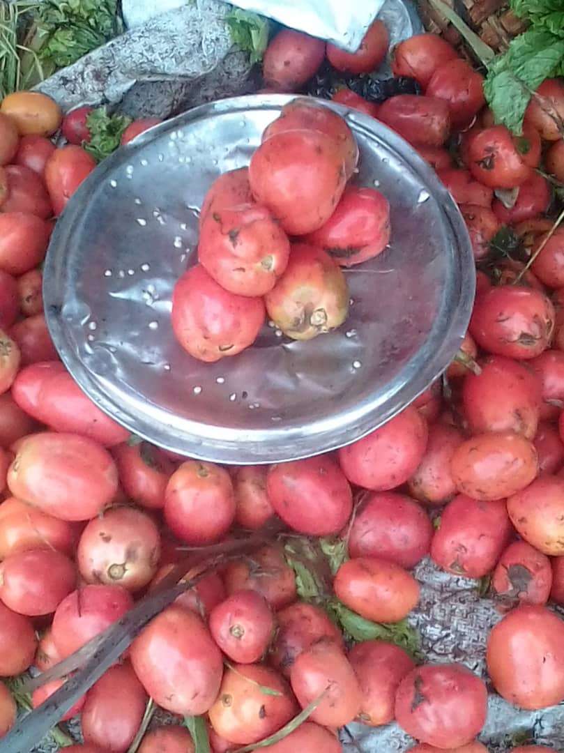  Tomate