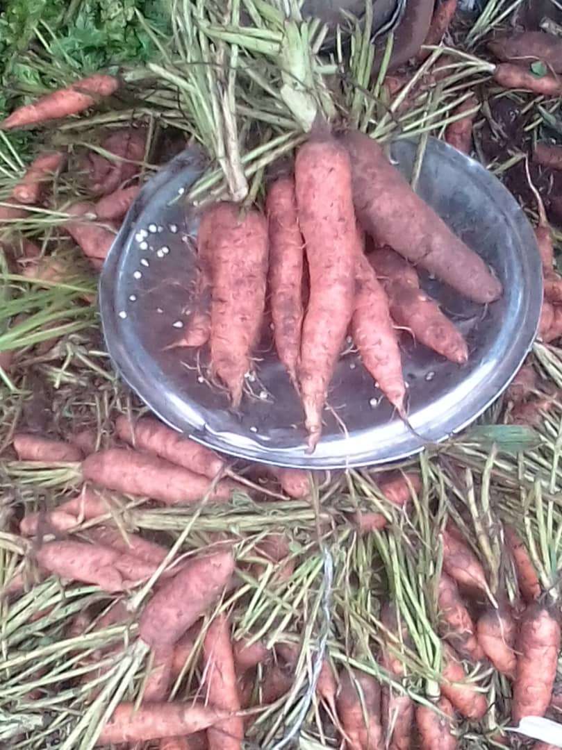 Carrotes