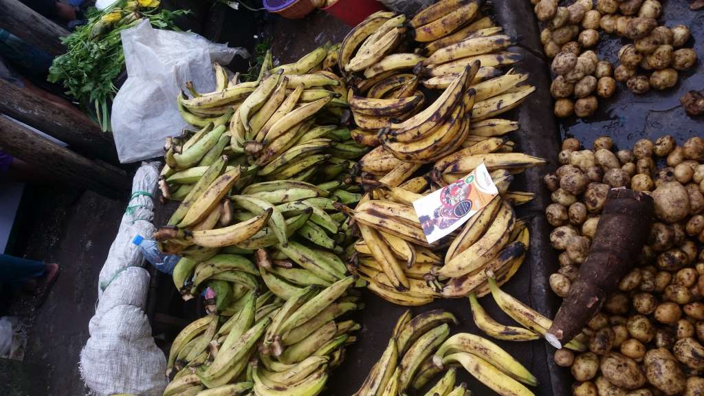  Mamie plantain