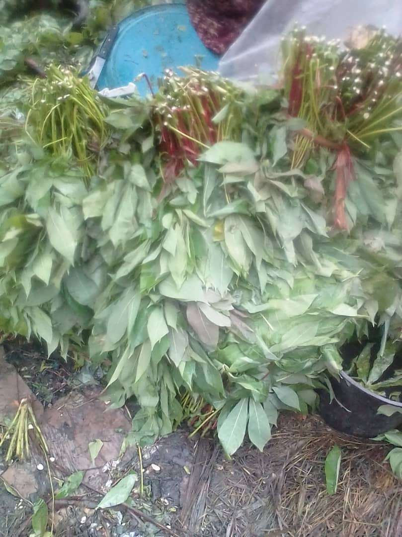  Nkuème