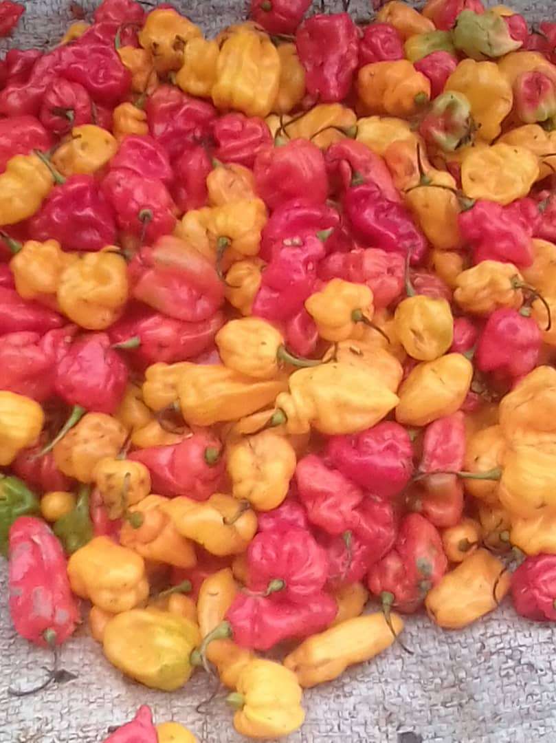  Piment