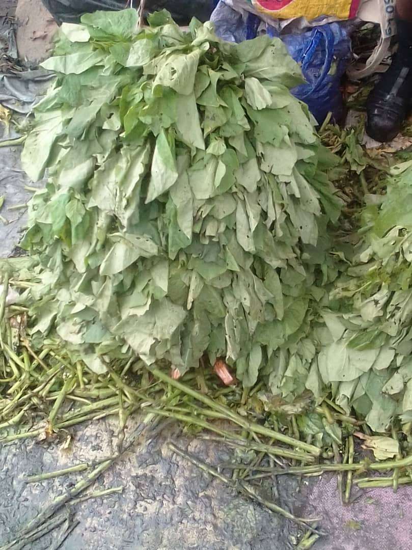  Legume
