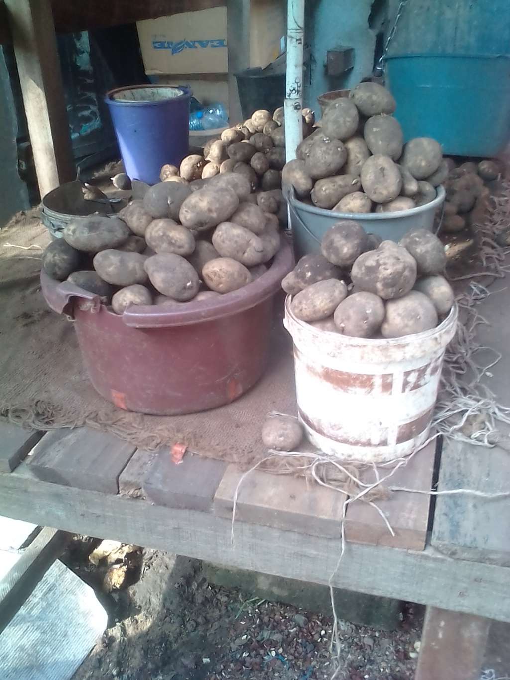  Pommes