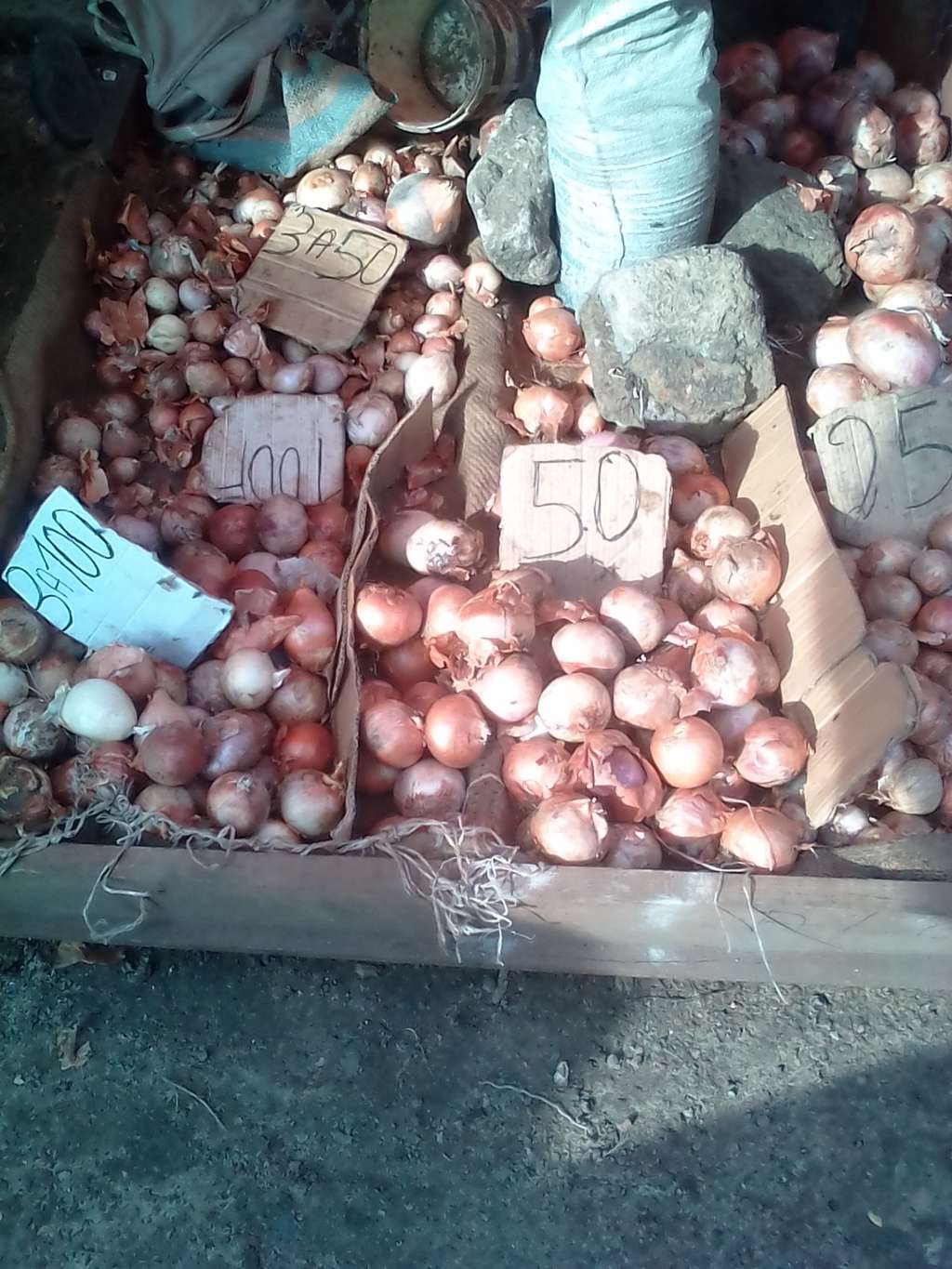  Onions