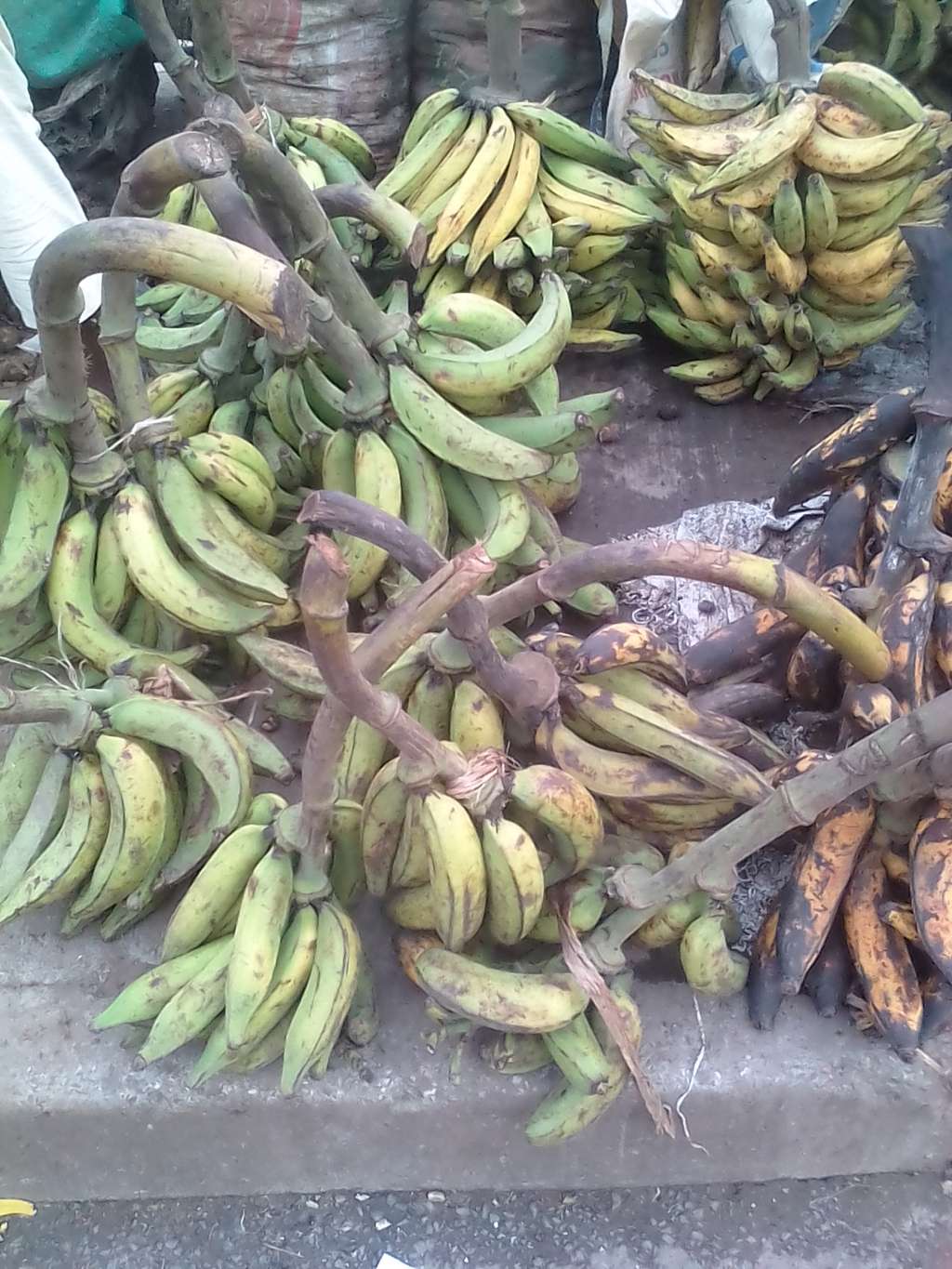  Régime plantain non mûr