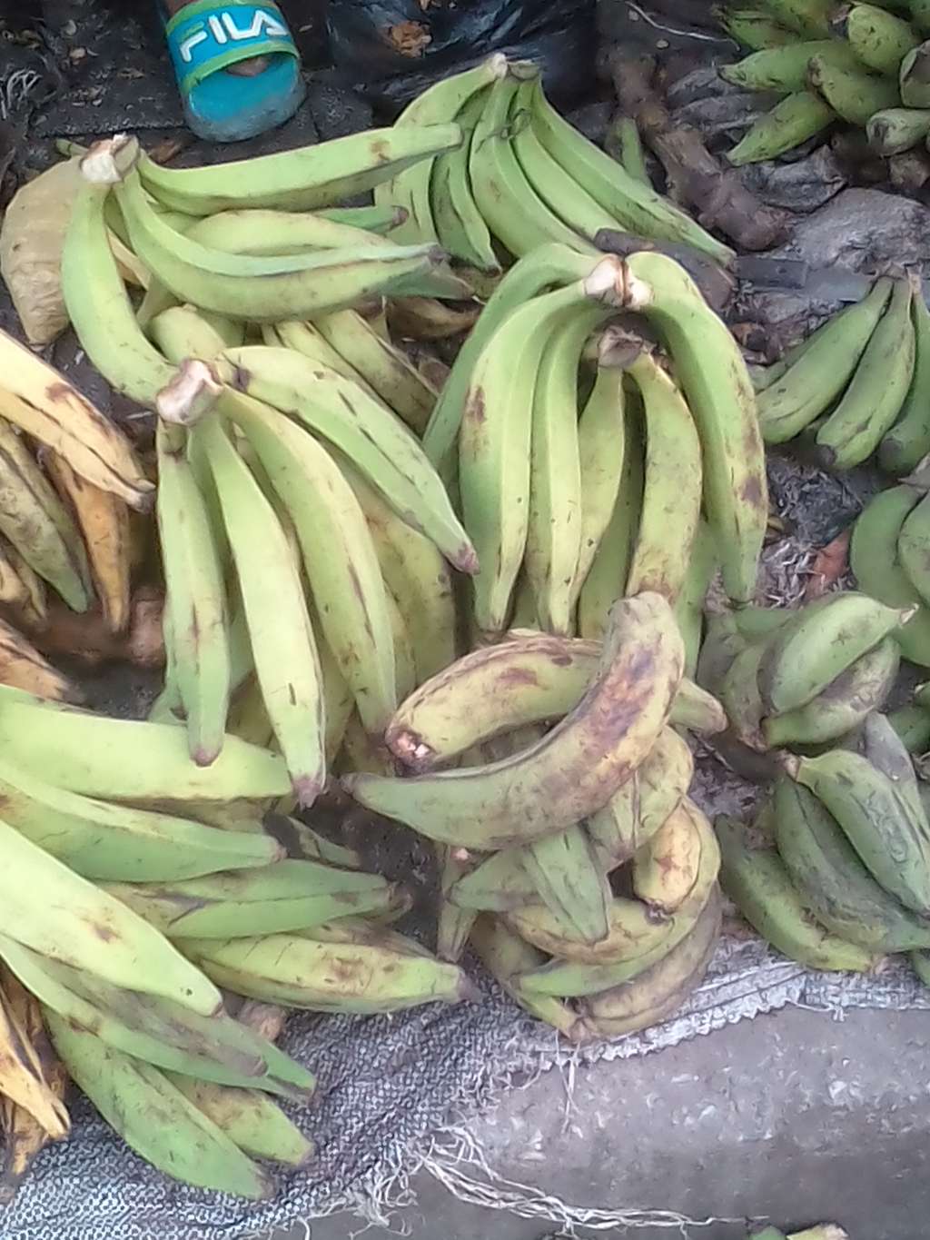  Plantain