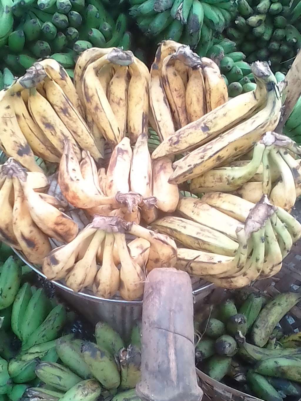  Plantain mûr