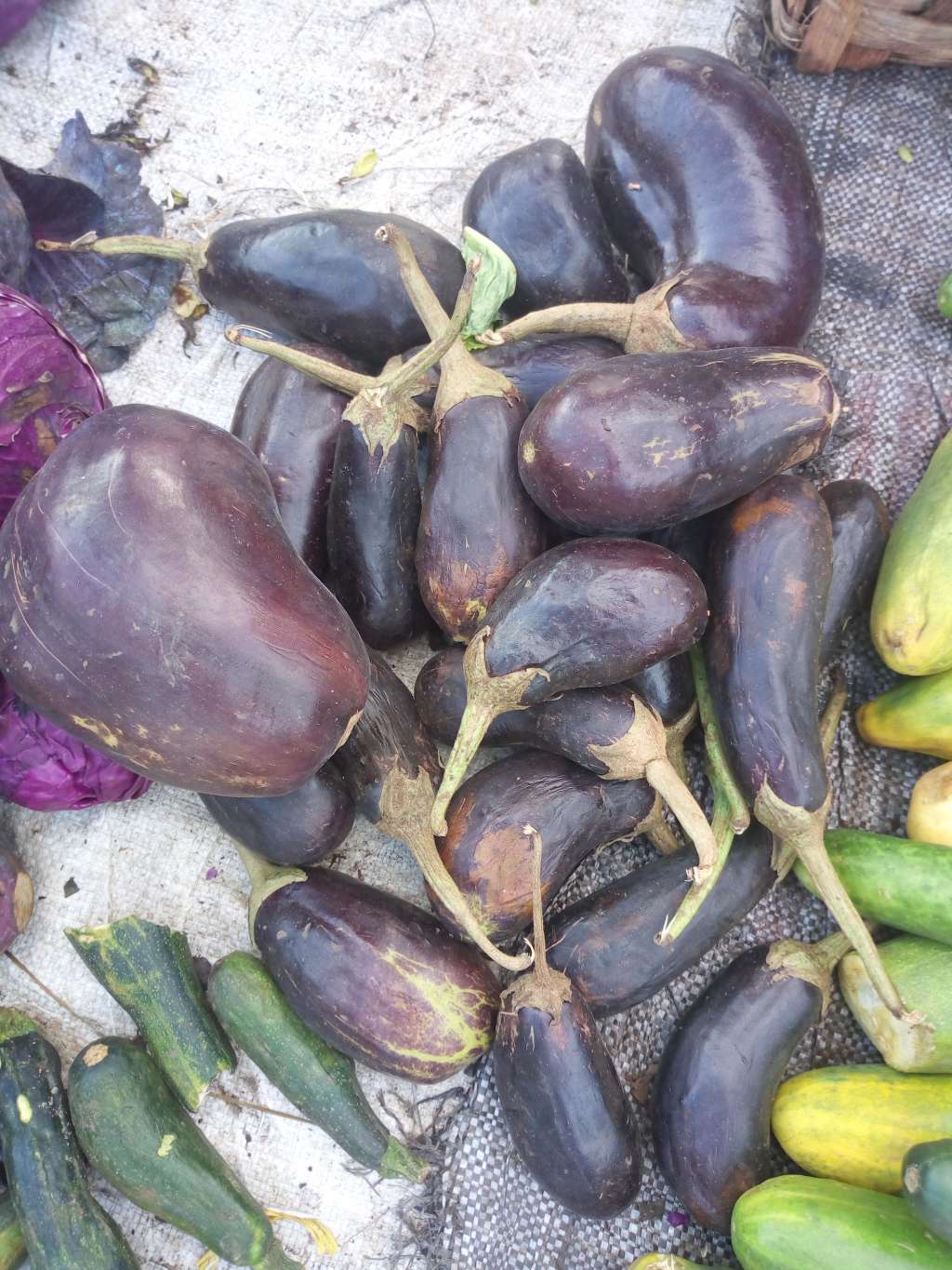  Aubergine