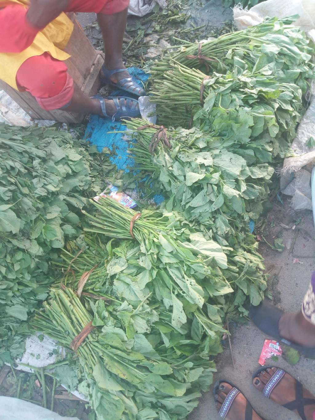  Légume 