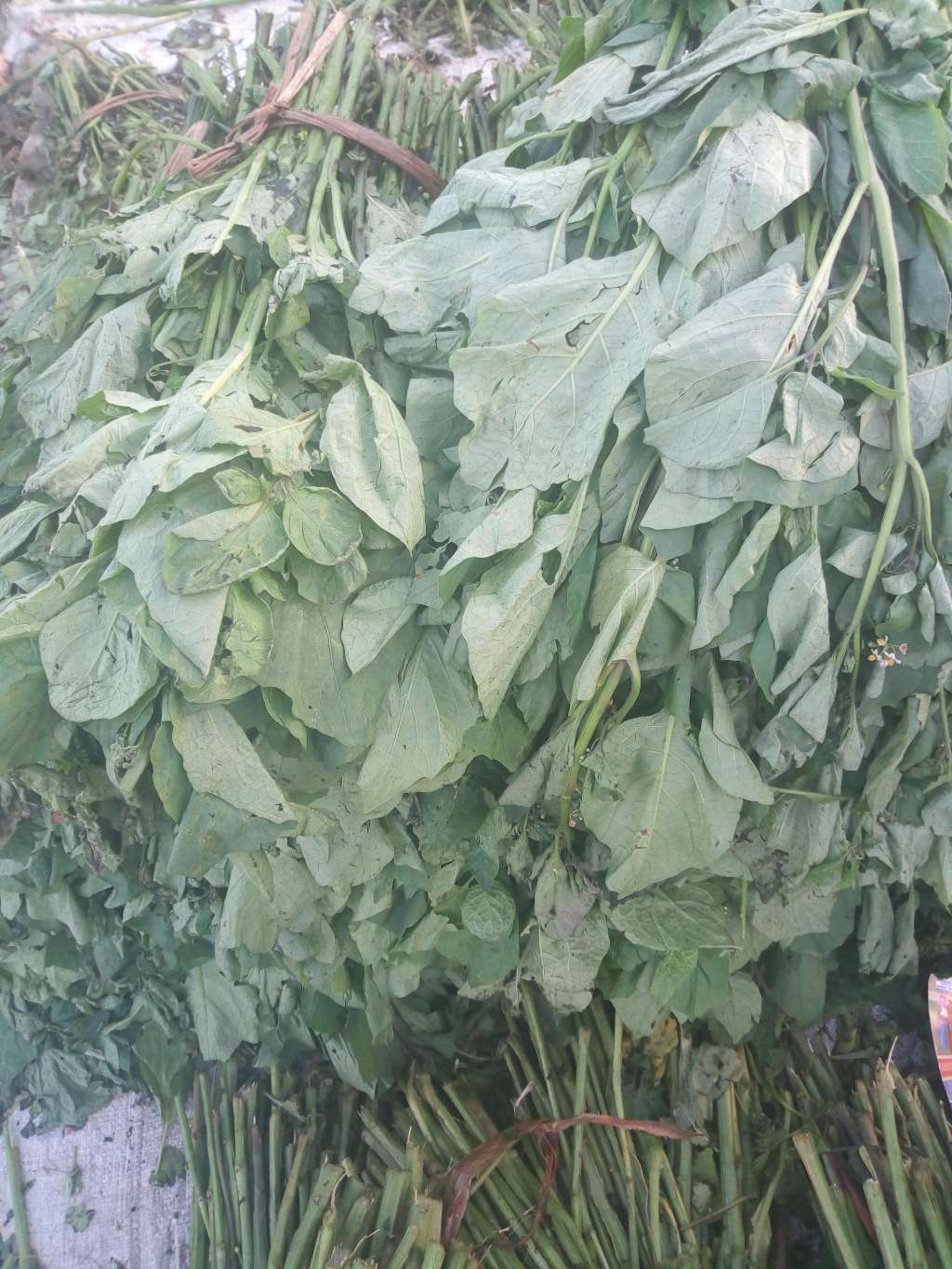  Légume