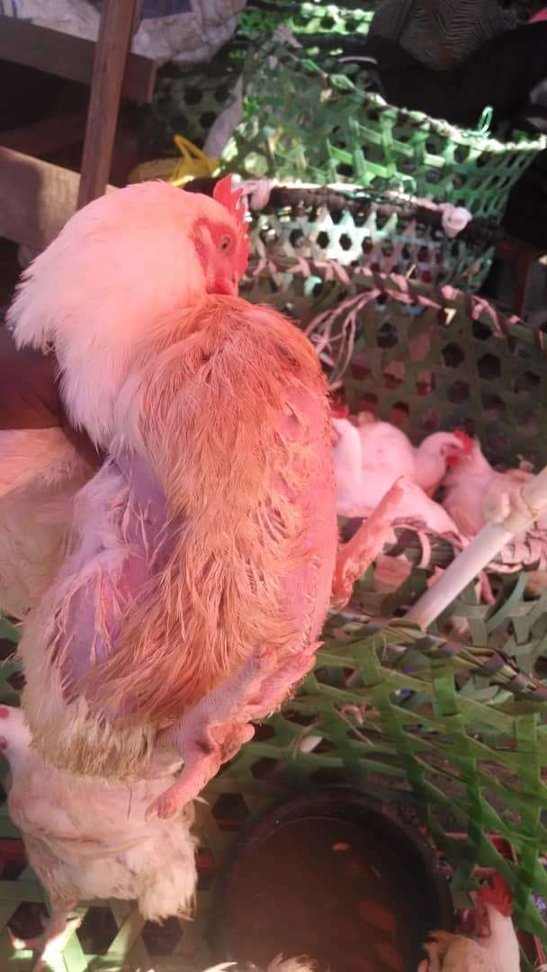  Poulet de chair 