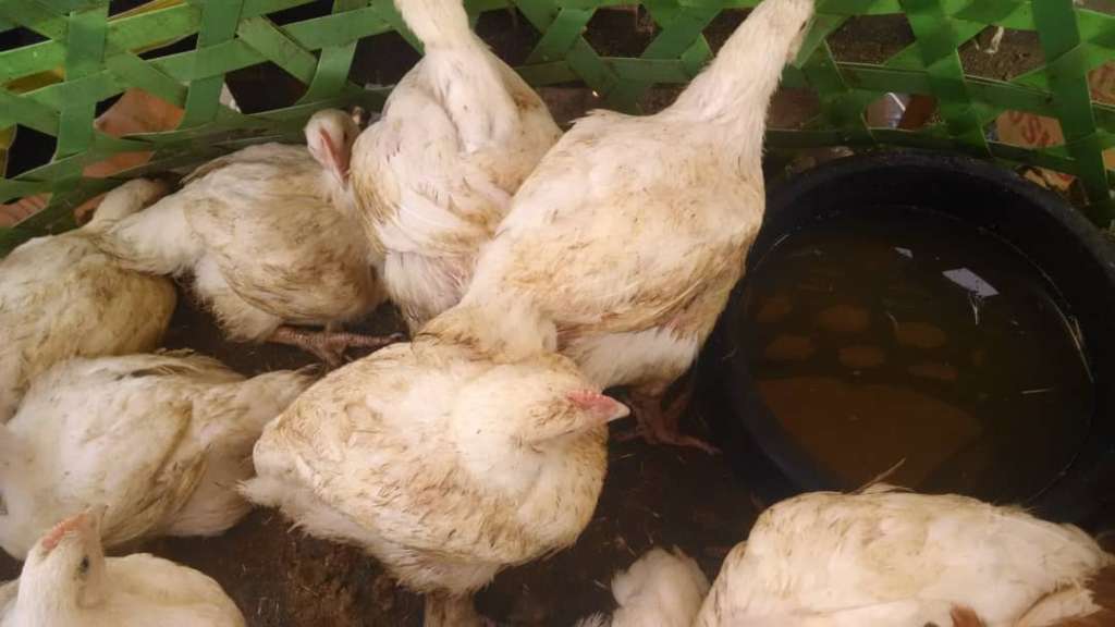  Poulet de chair 