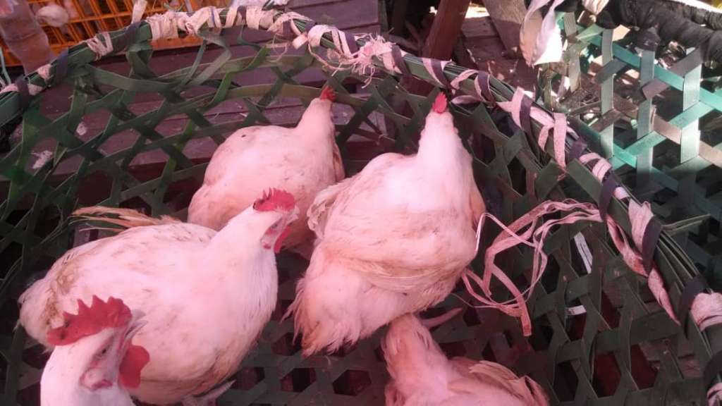  Poulet de chair 