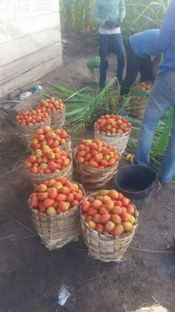  Cacho de tomate en vente. Gros et détail 