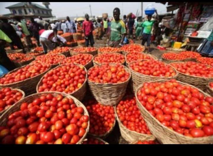  Cajot Tomate en gros en vente