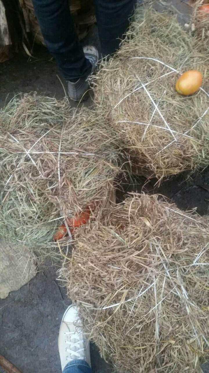 Cajot  tomate en vente gros et détail 
