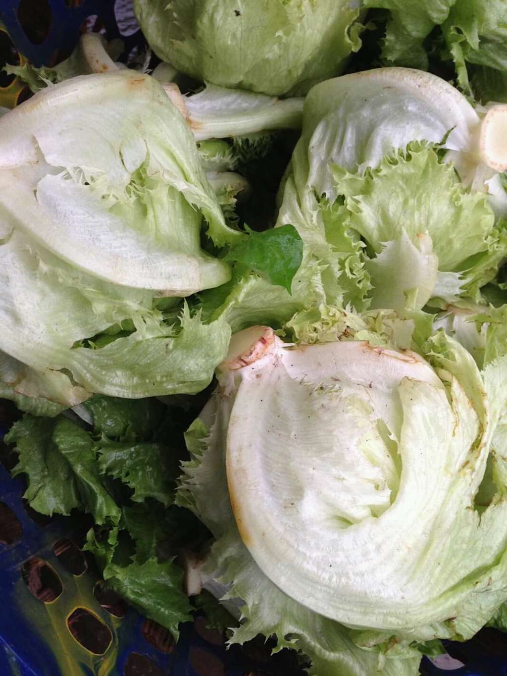  Salade 
