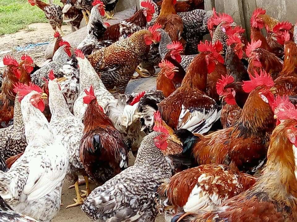  Poulet du village 