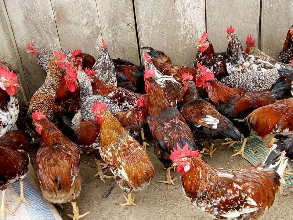 Poulet du village 