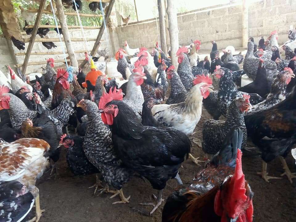  Poulet du village 