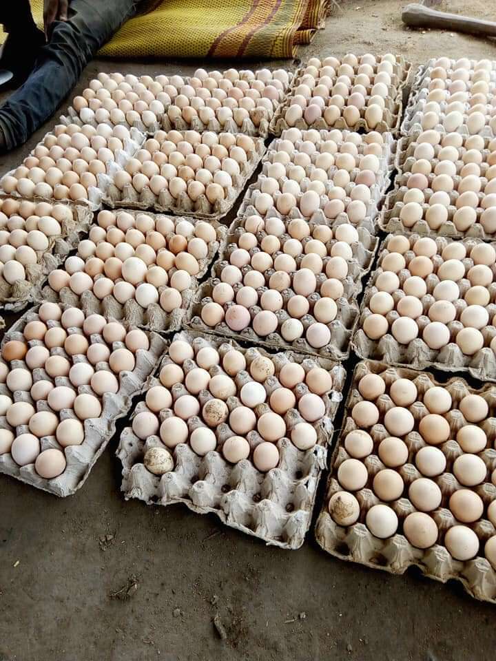  Alvéoles d oeuf 