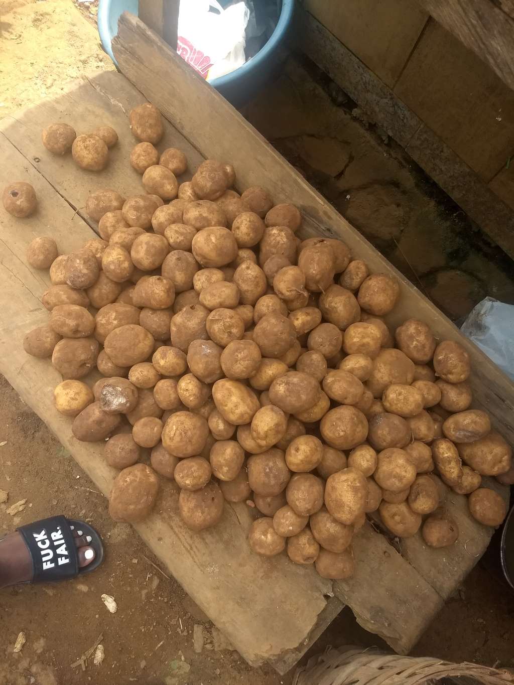  Arish potato 