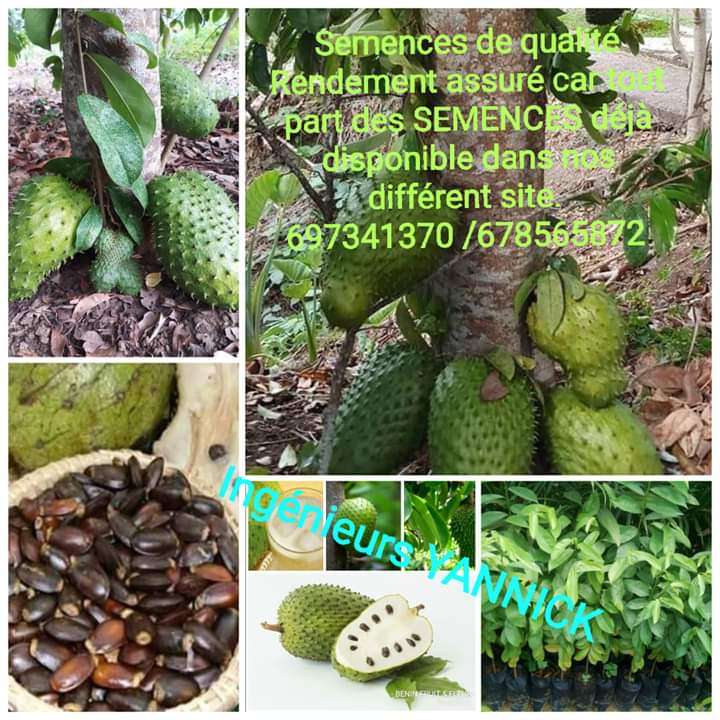  Vente de semence bio de corrosol 