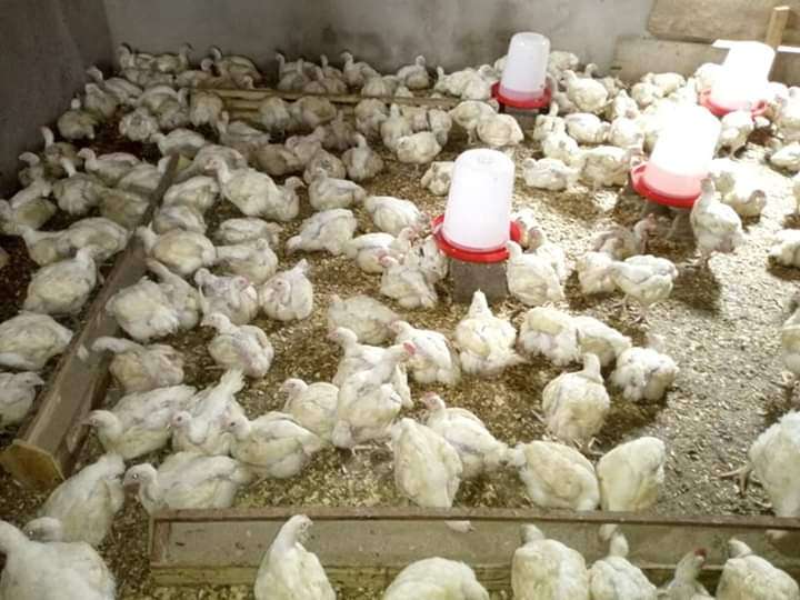  Poulet de chair disponible