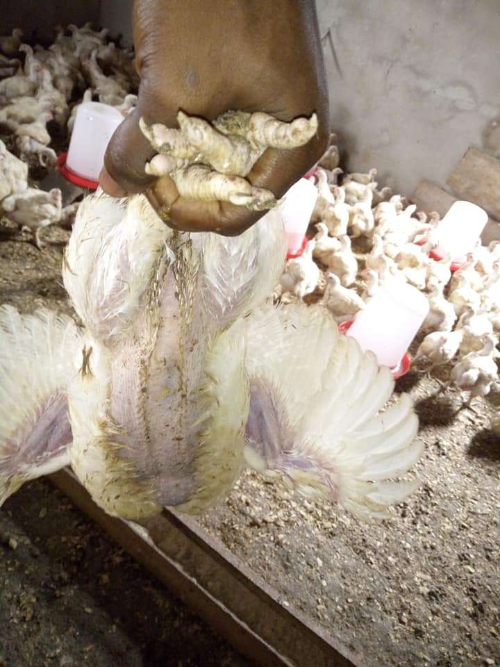  Poulet de chair 