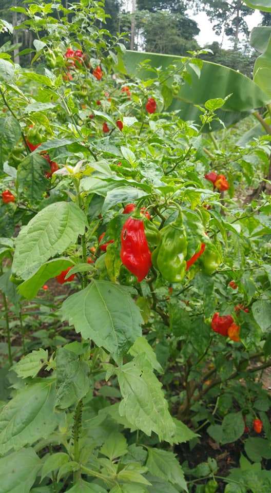  Piment disponible en grande quantité 